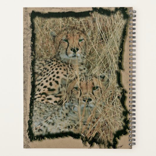 Cheetahs (Dos)
