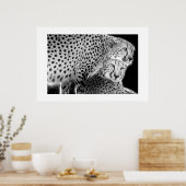 Cheetahs #1 poster (Keuken)