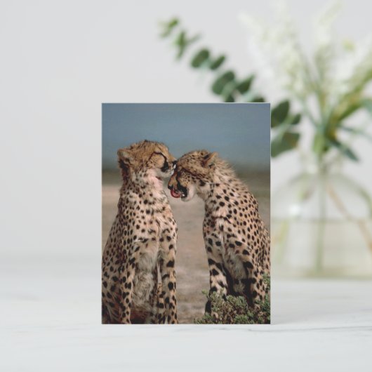 Cheetahs Briefkaart (Staand voorkant)