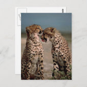 Cheetahs Briefkaart (Voorkant / Achterkant)