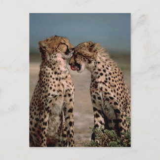Cheetahs Briefkaart
