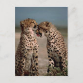 Cheetahs Briefkaart (Voorkant)