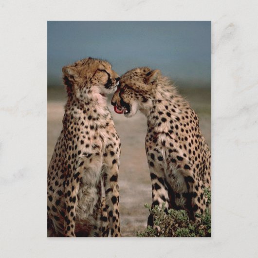 Cheetahs Briefkaart (Voorkant)