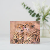 Cheetahs Briefkaart (Staand voorkant)