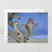 Cheetahs Briefkaart (Voorkant / Achterkant)