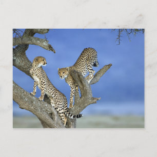 Cheetahs Briefkaart