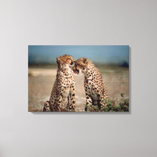 Cheetahs Canvas Afdruk (Voorkant)