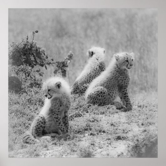 Cheetah's cubs poster (Voorkant)