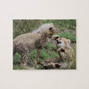 Cheetahs die Puzzle spelen Legpuzzel