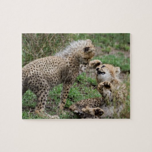 Cheetahs die Puzzle spelen Legpuzzel (Horizontaal)