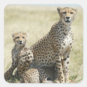 Cheetahs du Zimbabwe, Safari sur Stickers Display