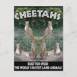 CHEETAHS - GEBOUWD VOOR SNELHEID BRIEFKAART