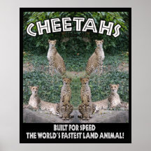 CHEETAHS - GEBOUWD VOOR SNELHEID