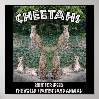 CHEETAHS - GEBOUWD VOOR SNELHEID POSTER