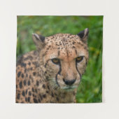 Cheetah's intense blik wandkleed (Voorkant)