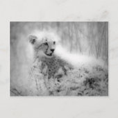 Cheetah's kub briefkaart (Voorkant)