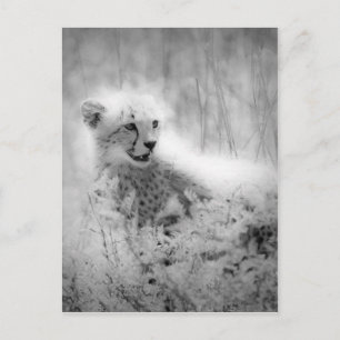 Cheetah's kub briefkaart