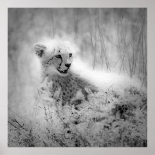 Cheetah's kub poster