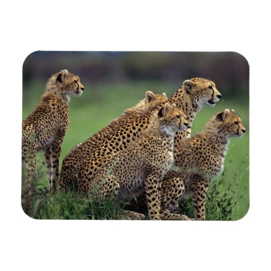 Cheetahs Magnet Magneet (Horizontaal)