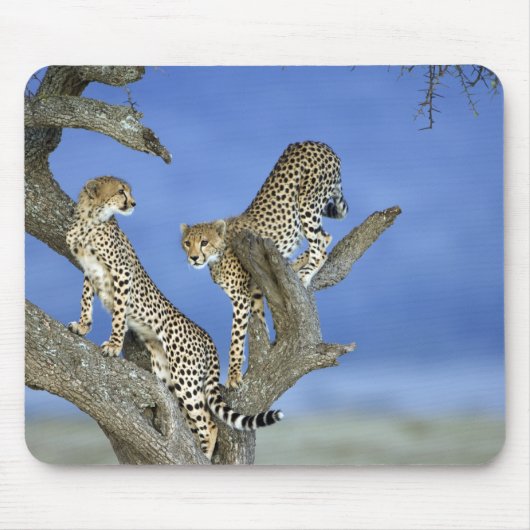 Cheetahs Muismat (Voorkant)