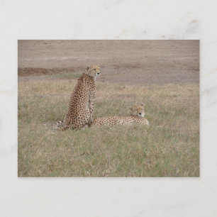 Cheetahs-Ngorongoro-krater Briefkaart