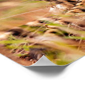 Cheetah's Poster (Hoek)