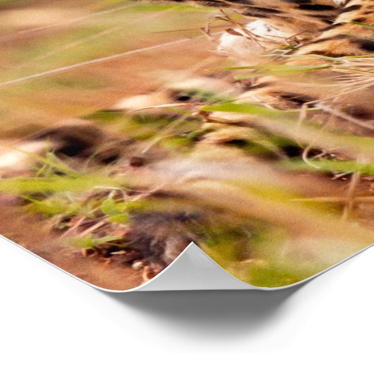 Cheetah's Poster (Hoek)