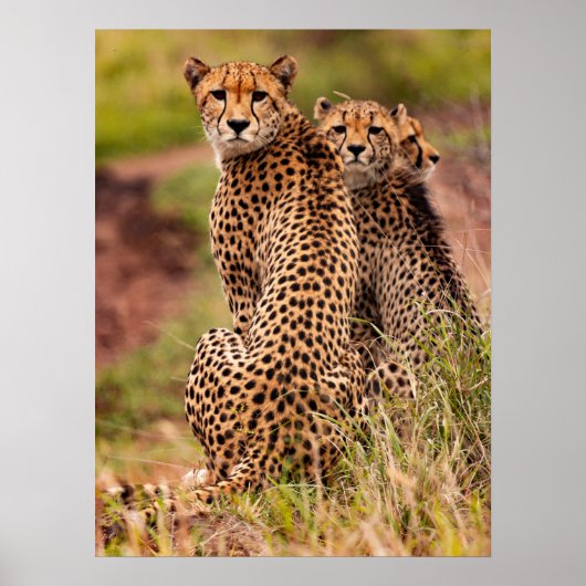 Cheetah's Poster (Voorkant)