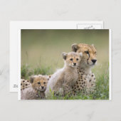 Cheetahs Prospering Briefkaart (Voorkant / Achterkant)