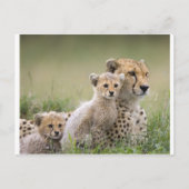Cheetahs Prospering Briefkaart (Voorkant)