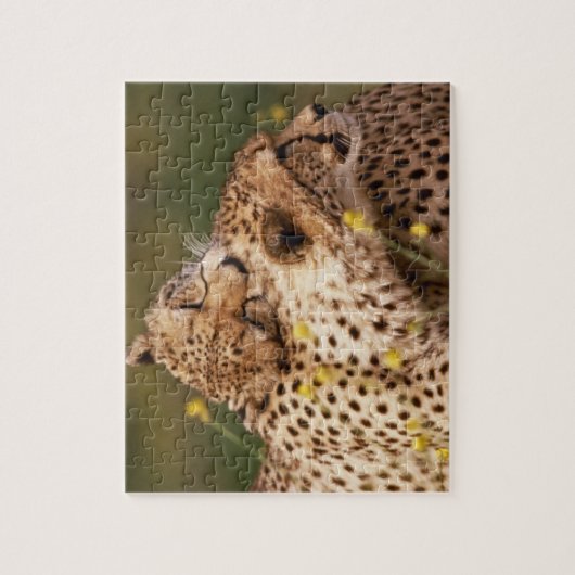 Cheetahs Puzzle (Vertical)