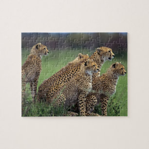 Cheetahs Puzzle Legpuzzel