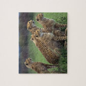 Cheetahs Puzzle Legpuzzel (Verticaal)