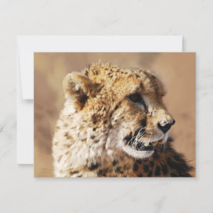 Cheetahs schoonheid in Afrika