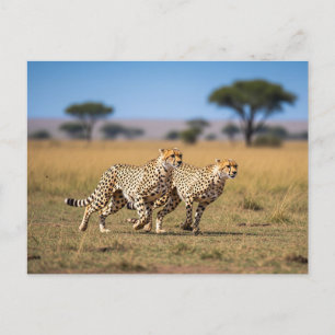 Cheeta's in Serengeti Nationaal Park Tanzania Briefkaart