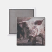 Chef de porc - aimant (Recto/Verso)