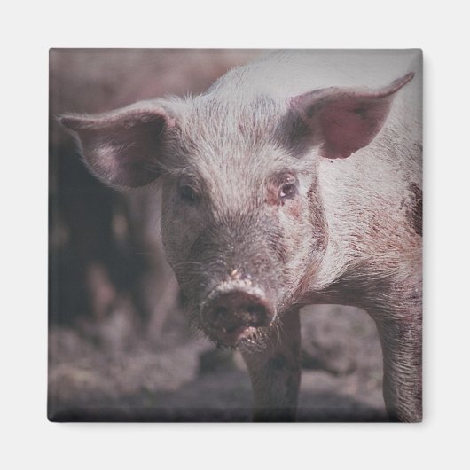 Chef de porc - aimant (Devant)