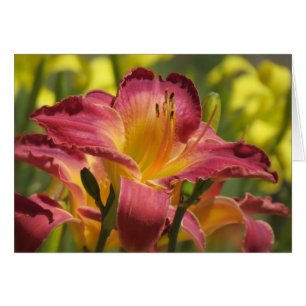 Cheik de Daylily