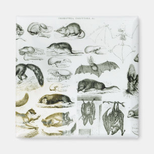 Cheiroptera, Insectivora Magneet