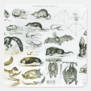Cheiroptera, Insectivora Vierkante Sticker