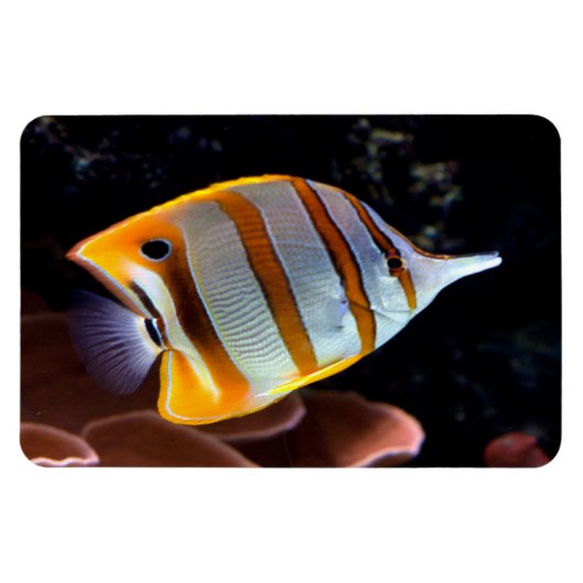 Chelmon rostratus magneet (Horizontaal)