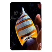 Chelmon rostratus magneet (Verticaal)