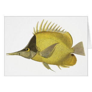 Chelmon Tropical Jaune Longirostris, Poisson Vinta
