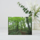 Chemin à travers la carte postale de la forêt vert (Debout devant)