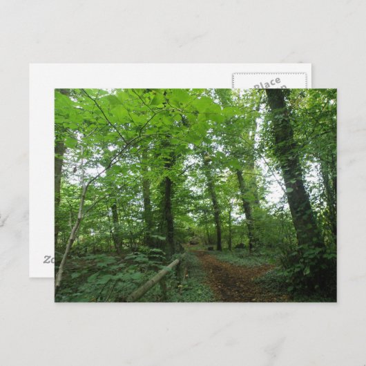 Chemin à travers la carte postale de la forêt vert (Devant / Derrière)