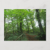 Chemin à travers la carte postale de la forêt vert (Devant)