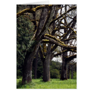 Chêne Grove