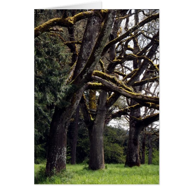 Chêne Grove (Devant)