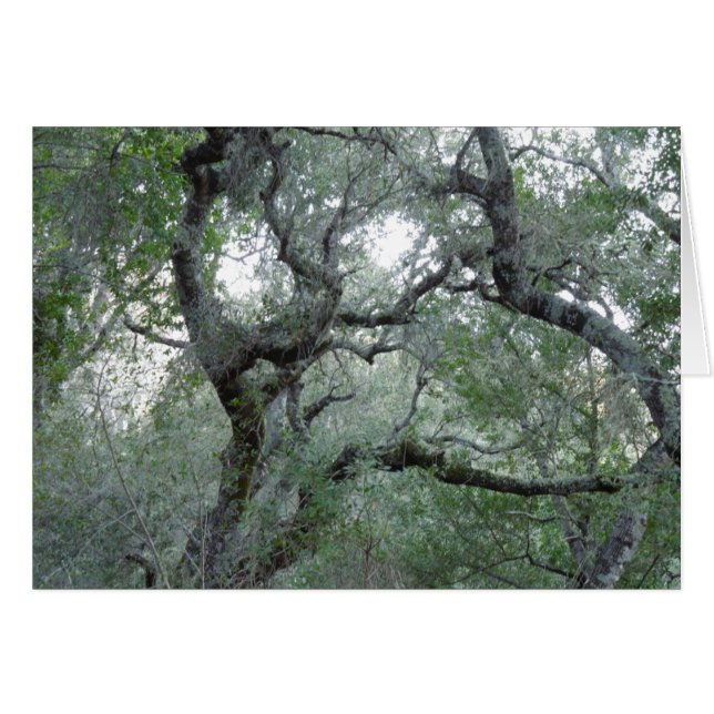 Chênes à chênes en Californie à Paso Robles (Devant horizontal)