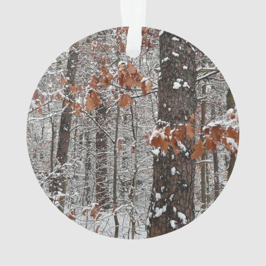 Chênes couverts de neige hiver Photographie de la  (dos)